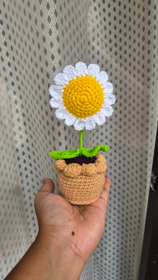 Daisy pot